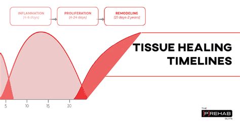 What You Need To Know About Tissue Healing | The Prehab Guys