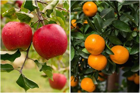 10 Fast-growing Fruit Trees For Your Garden - Noudiv