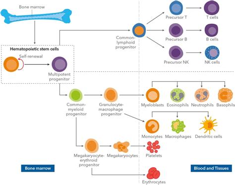 Hematopoietic Stem Cells (HSCs) | Stem Cells | Tocris Bioscience