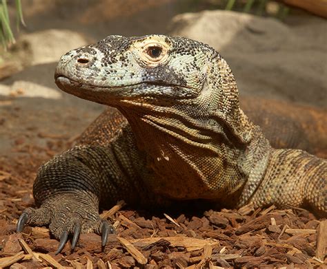 Komodo dragon | San Diego Zoo Wildlife Explorers