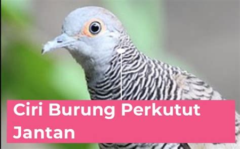 Mengenali Ciri Fisik Burung Perkutut Jantan Dan Betina