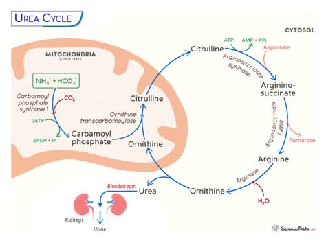 Urea Cycle – Location, Steps, and Diagram