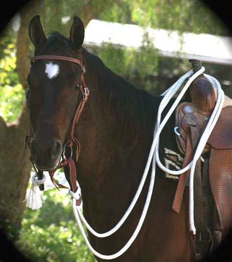 22 ft. Mecate Reins with Leather Popper