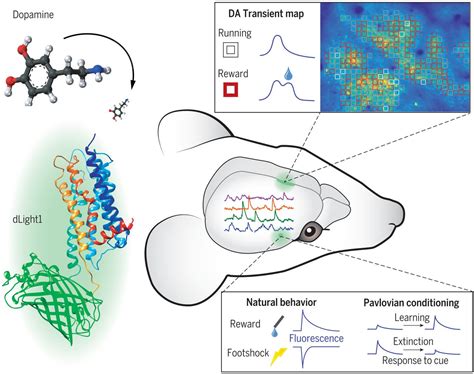 Ultrafast neuronal imaging of dopamine dynamics with designed ...