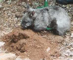 Wombat Behavior