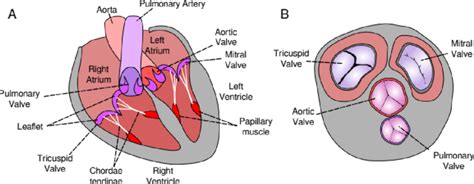 Mitral Valve Leaflets