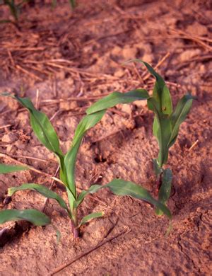 Corn planting: How early can one go? - Top Crop ManagerTop Crop Manager