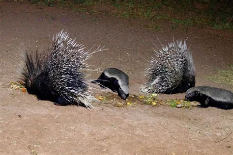 How Many Babies Do Honey Badgers Have? | NatureNibble