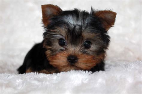 Micro teacup yorkie puppy for sale iheartteacups – Artofit