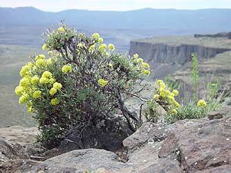 Eastern Washington wildflowers