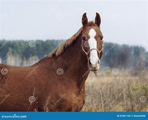 Horse with a White Blaze on His Head is Standing on Background of the Autumn Forest Stock Photo ...