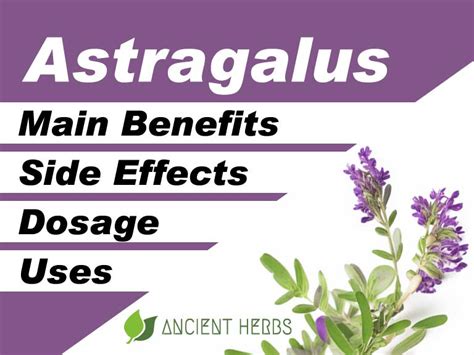 Astragalus Benefits, Uses, Dosage & Side Effects