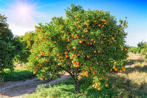 How To Grow An Orange Tree | Lawn.com.au