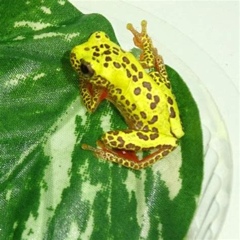 Reticulated Clown Tree Frog adults