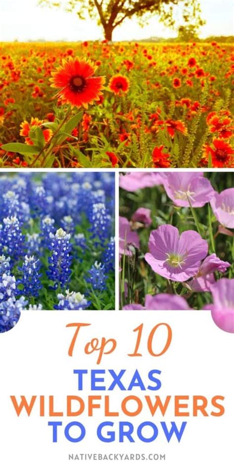 Top 10 Texas Wildflowers to Grow - Native Backyards