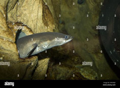 European eel, European eels, Eels, Other animals, Fish, Animals, Common eel looks out from hole ...