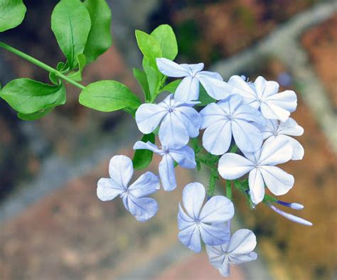 S T i l e T To: Plumbago auriculata