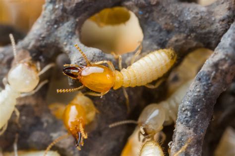 Why Do Termites Swarm In Houston? | ABC Blog