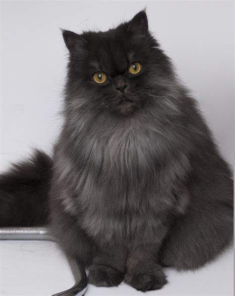 831 best Black Persian Cat images on Pinterest | Kitty cats, Fluffy pets and Adorable animals