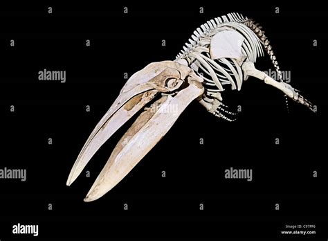 Baleen Whale Skeleton Stock Photos & Baleen Whale Skeleton Stock Images - Alamy