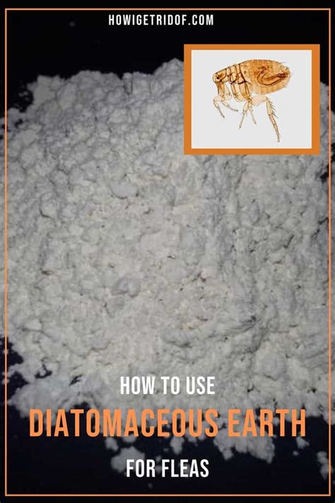 How To Use Diatomaceous Earth For Fleas - How I Get Rid Of