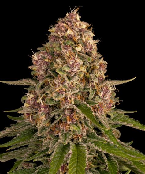 Buy Pink Kush Feminized Seeds at the best price!