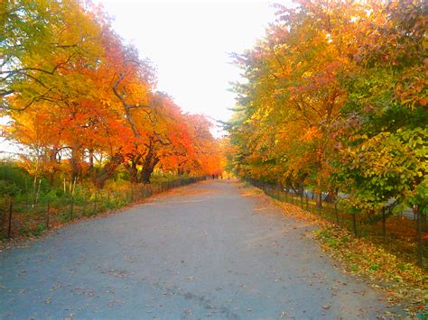 Central Park Fall Wallpaper - WallpaperSafari