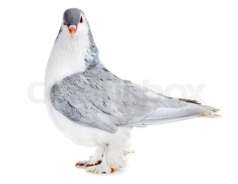 Lahore pigeon in studio | Stock image | Colourbox