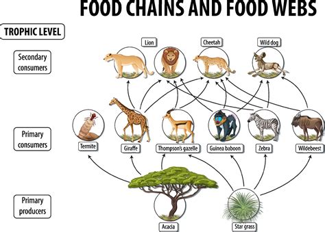 Education poster of biology for food webs and food chains diagram 2053079 Vector Art at Vecteezy