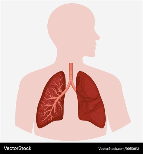 Human lung anatomy diagram Royalty Free Vector Image