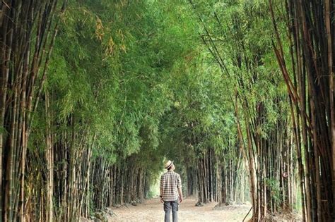 HUTAN BAMBU SURABAYA Kesejukan Di Tengah Kota - November 2024