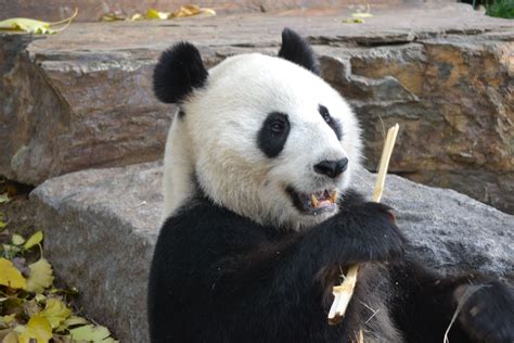 Panda in Adelaide Zoo | Panda bear, Panda, Animals