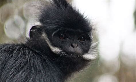 François’ Langur - San Francisco Zoo & Gardens