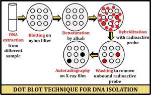 Dot Blot Technique - Definition, Process & Applications - Biology Reader