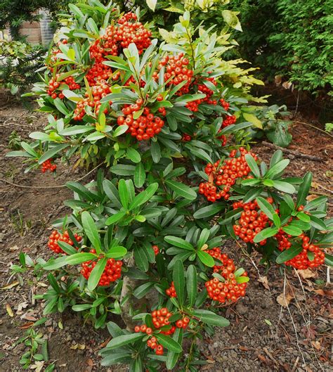 Pyracantha Berries - Garden Plantation