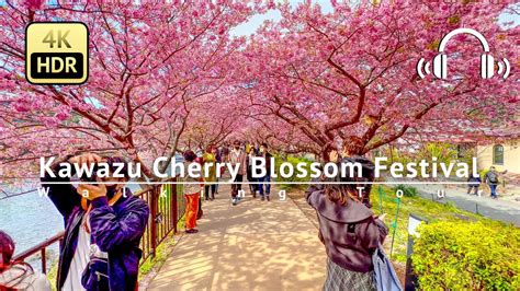 Kawazu Cherry Blossom Festival 2024 Dates - Jaime Blondelle