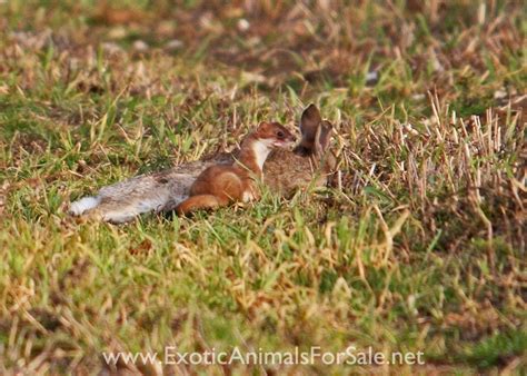 Keeping Stoats (Short-tailed Weasel)/Ermines as Pets