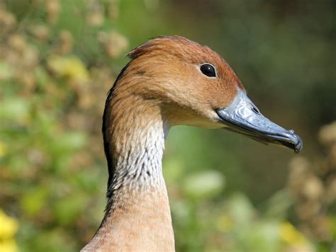 Birds of The World: Whistling Ducks (Anatidae)