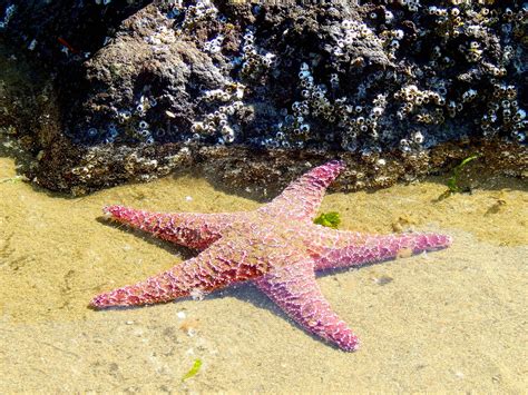 Starfish Underwater | Amanda | Flickr