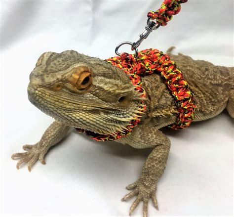 Reptile Harness Bearded Dragon Para-cord Harness / Collar and - Etsy Sweden