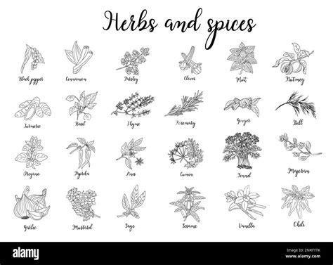 Indian spices border Black and White Stock Photos & Images - Alamy