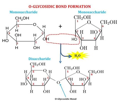 Disaccharides: Definition + Examples | easybiologyclass