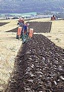 Category:Tractor ploughing contests - Wikimedia Commons