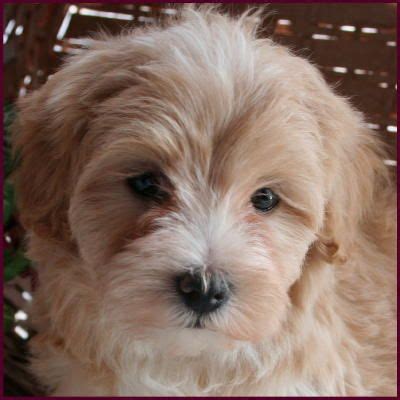 Maltipoo Puppies for Sale| Dog Breeders|Mixed Breed Dogs | Mixed breed dogs, Maltipoo puppy ...