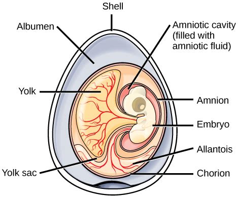 Amniotes | Biology for Majors II