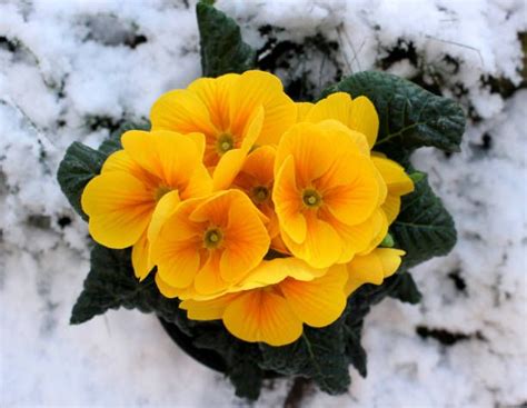 Decorate your garden with these beautiful cold weather flowers - Alices ...