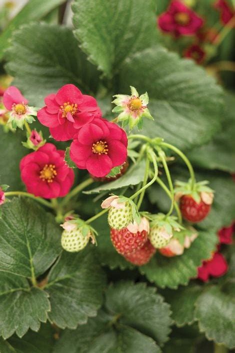 Growing Strawberries in Your Home Garden | Garden Design