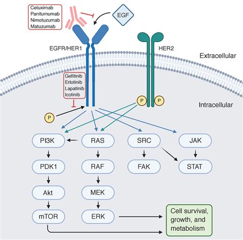 Egfr Lung Cancer