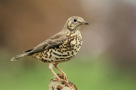 Mistle Thrush Bird Facts | Turdus Viscivorus