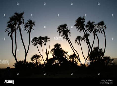 Desert Palm oasis at sunset Stock Photo - Alamy